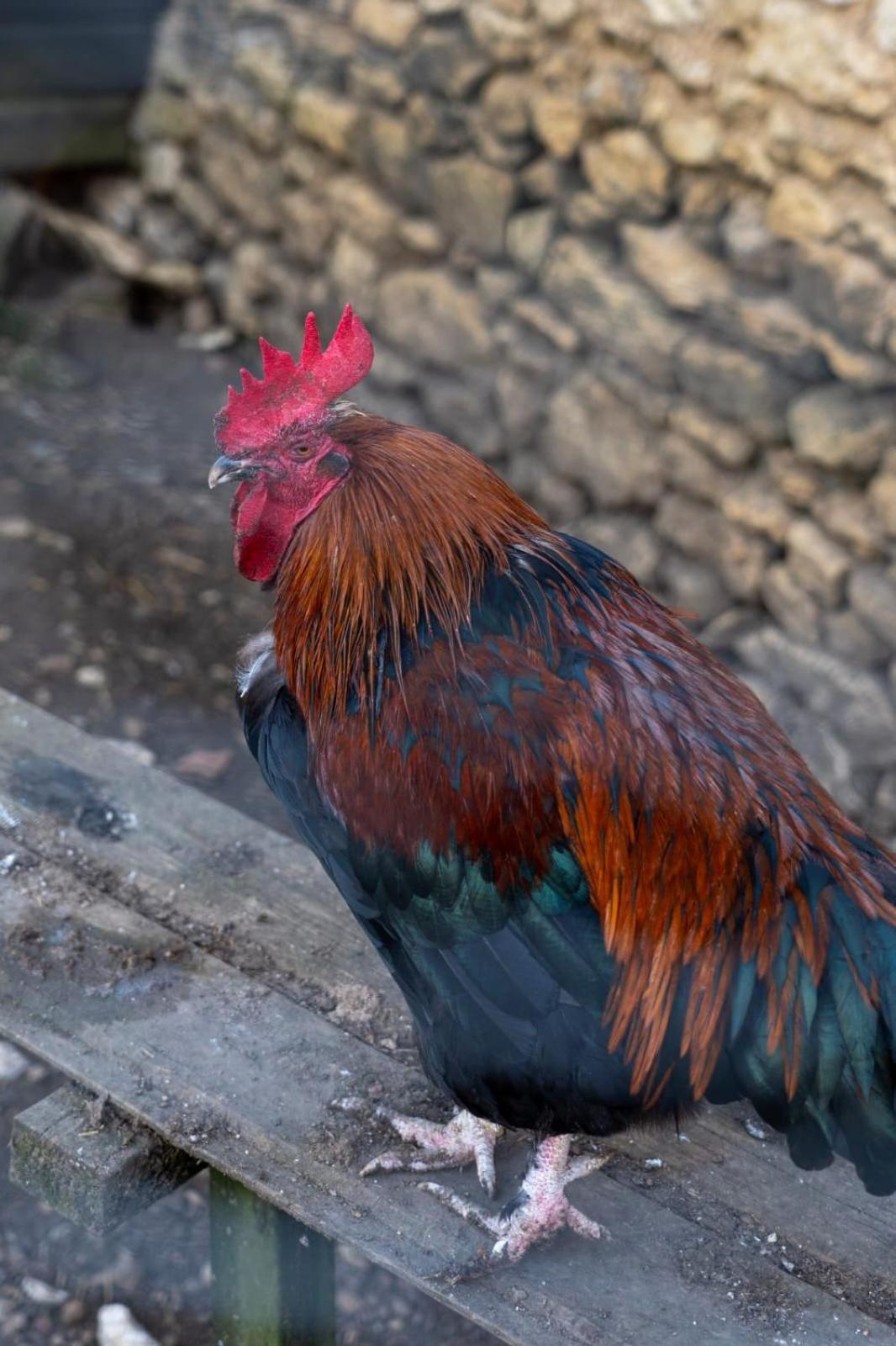 La Bergerie De Genouse Villa Marnay  Dış mekan fotoğraf